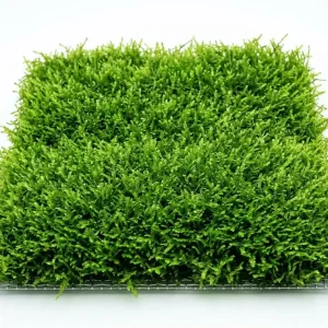 Moos Matte ca. 14 x 12 cm auf Gitter Bestpreis